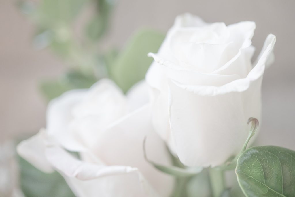 White roses and eucalyptus in soft natural light